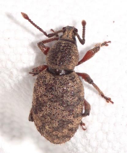 Otiorhynchus sp.